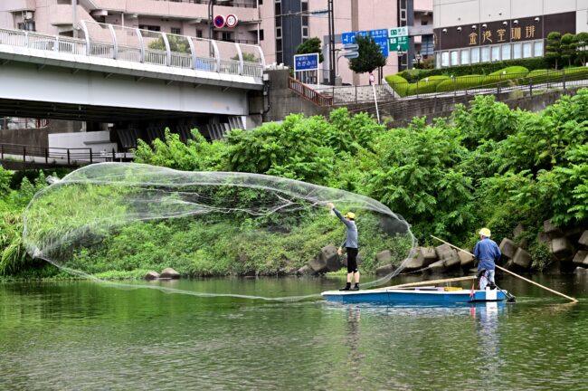 相模川の投網漁の写真