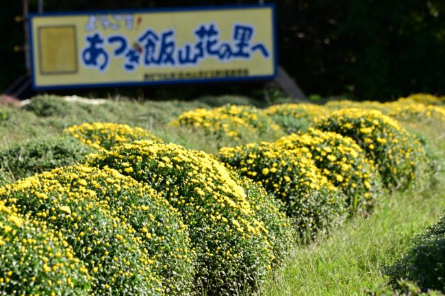 あつぎ飯山花の里のザルギクの写真
