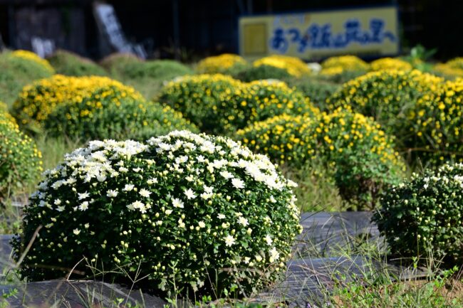 あつぎ飯山花の里のザルギクの写真