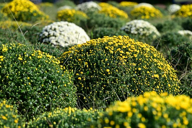 あつぎ飯山花の里のザルギクの写真