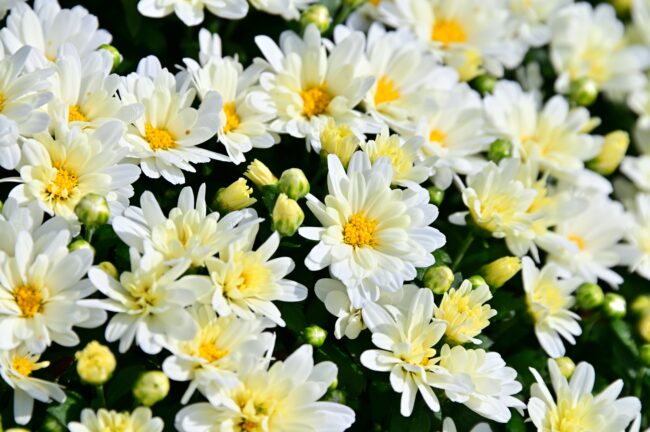 あつぎ飯山花の里のザルギクの写真