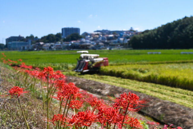 小鮎川沿いの彼岸花