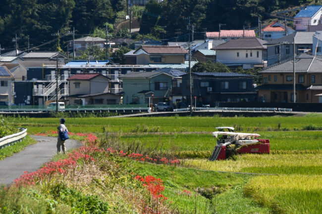 小鮎川沿いの彼岸花